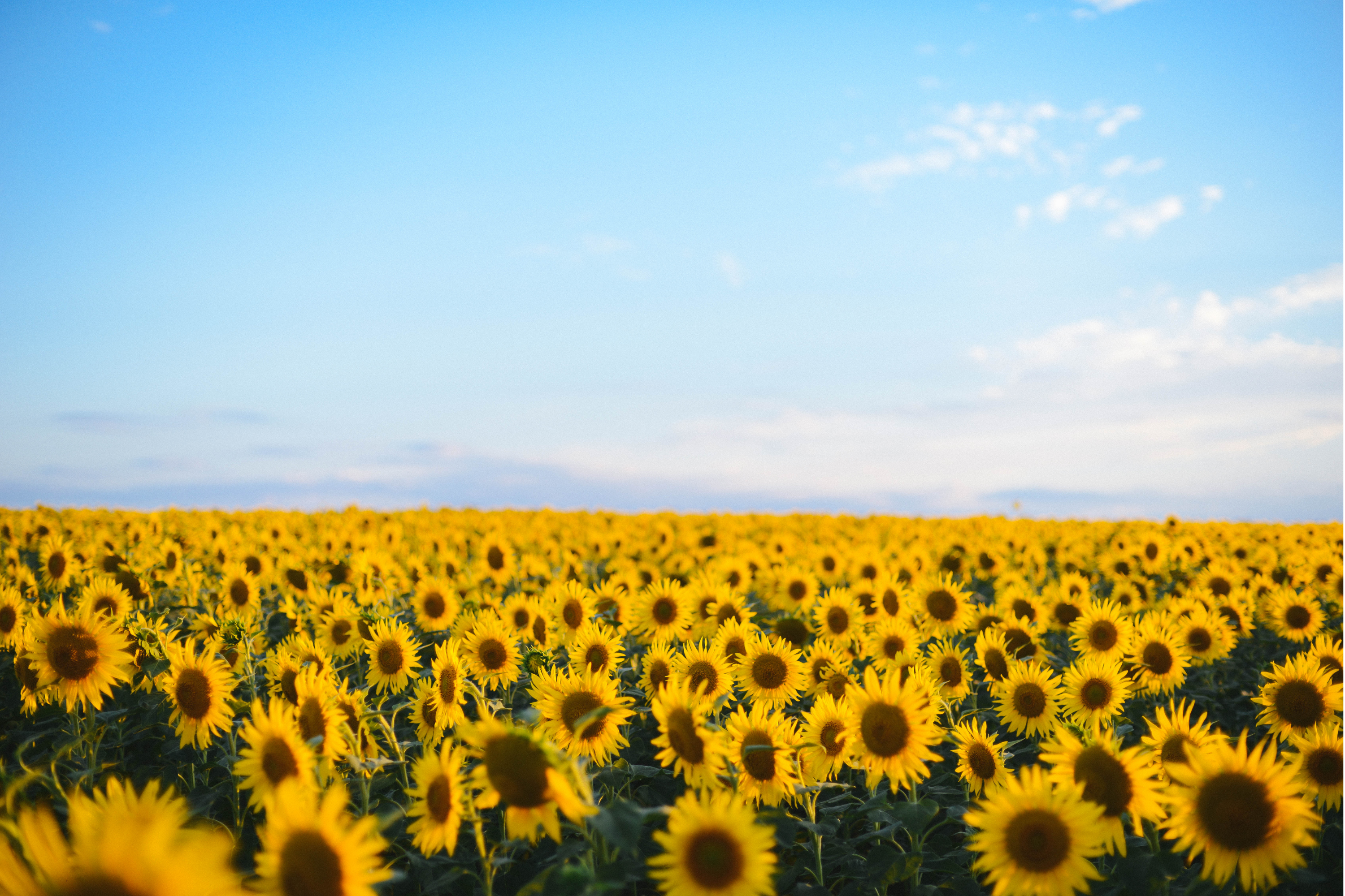 Sunny field of sunflowers with a bight blue sky